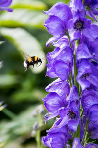 Close-up of bee pollinating on purple flower