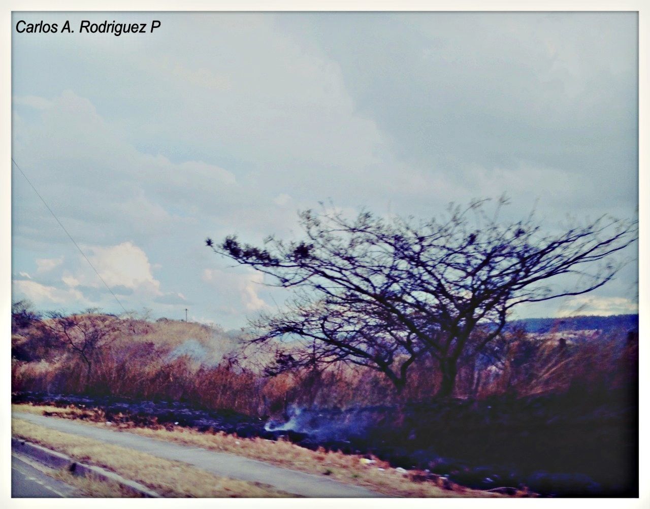 BARE TREES ON LANDSCAPE AGAINST CLOUDY SKY