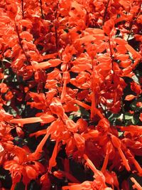 Close-up of red flowering plant