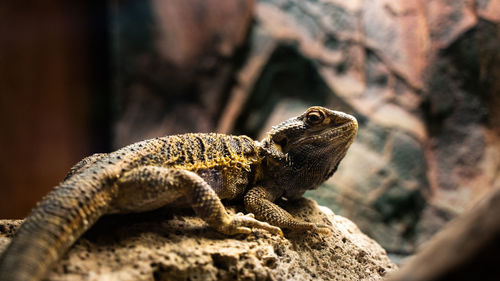 Iguana posing