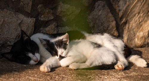 Cat sleeping on rock