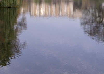 Reflection of trees in lake