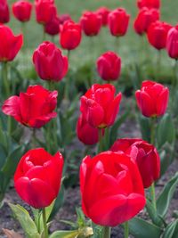 Close-up of red tulips