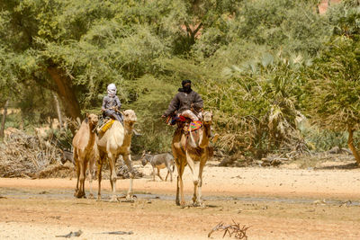 View of people riding horses on land