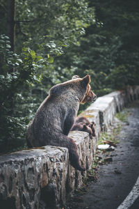 Side view of an animal sitting on wood in forest