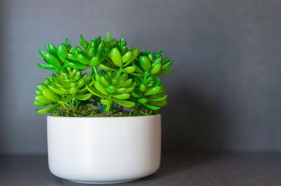 Close-up of green plant on table