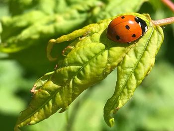 Close-up of ladybug on leaf