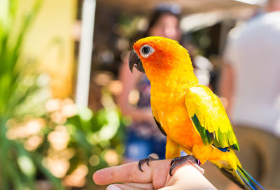 Close-up of hand holding parrot