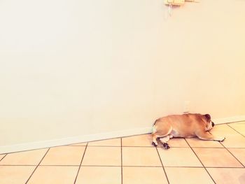 Dog relaxing on floor
