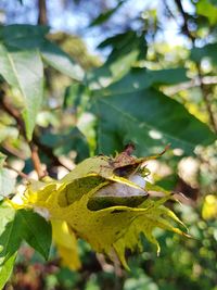 Close-up of insect on plant