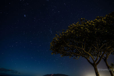 Low angle view of tree against sky at night