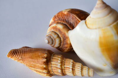 Close-up of snail on table