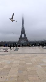 View of birds flying in city