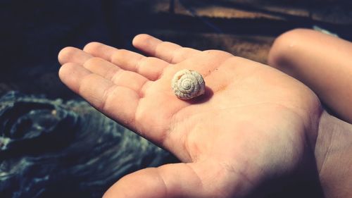 Close-up of snail on hand