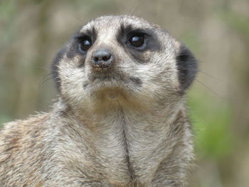 Close-up portrait of an animal