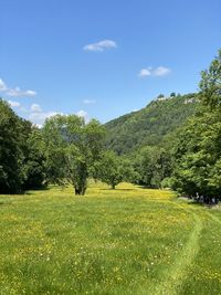 Scenic view of trees on field against sky