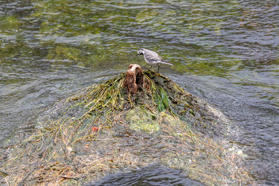 High angle view of bird perching on lake