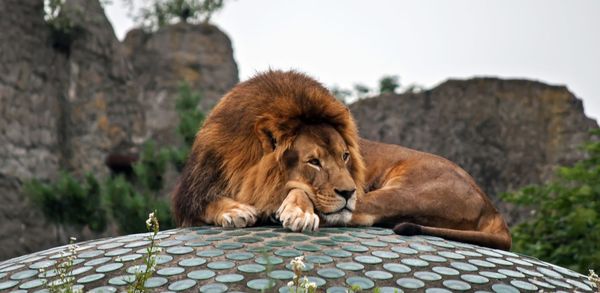 Lion on ground