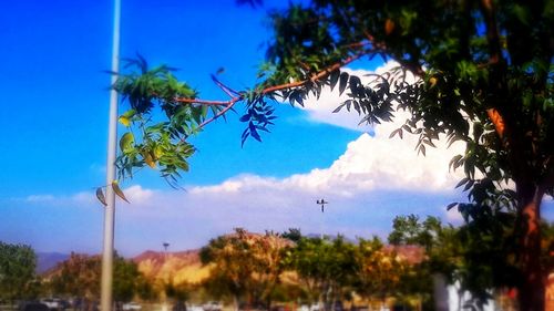 Trees against blue sky and clouds