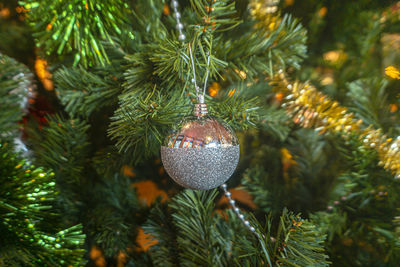 Close-up of christmas tree