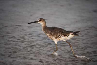 Side view of seagull on beach