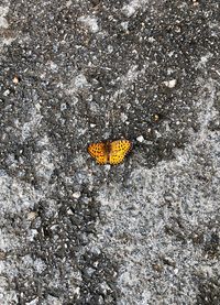 High angle view of insect on sand