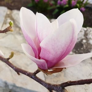 Close-up of pink crocus flowers