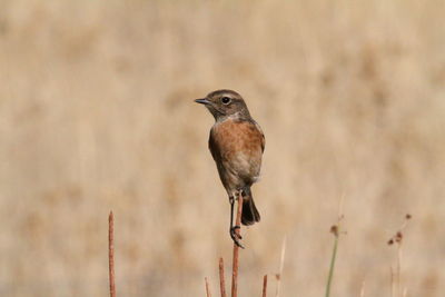 Close-up of bird perching on twig