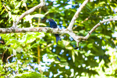 Low angle view of bird perching on tree