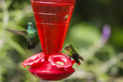 Close-up of red ladybug on a bird feeder