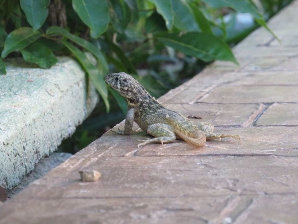 animal themes, one animal, animals in the wild, reptile, lizard, wildlife, frog, selective focus, close-up, leaf, outdoors, nature, full length, amphibian, focus on foreground, day, high angle view, no people, side view, rock - object