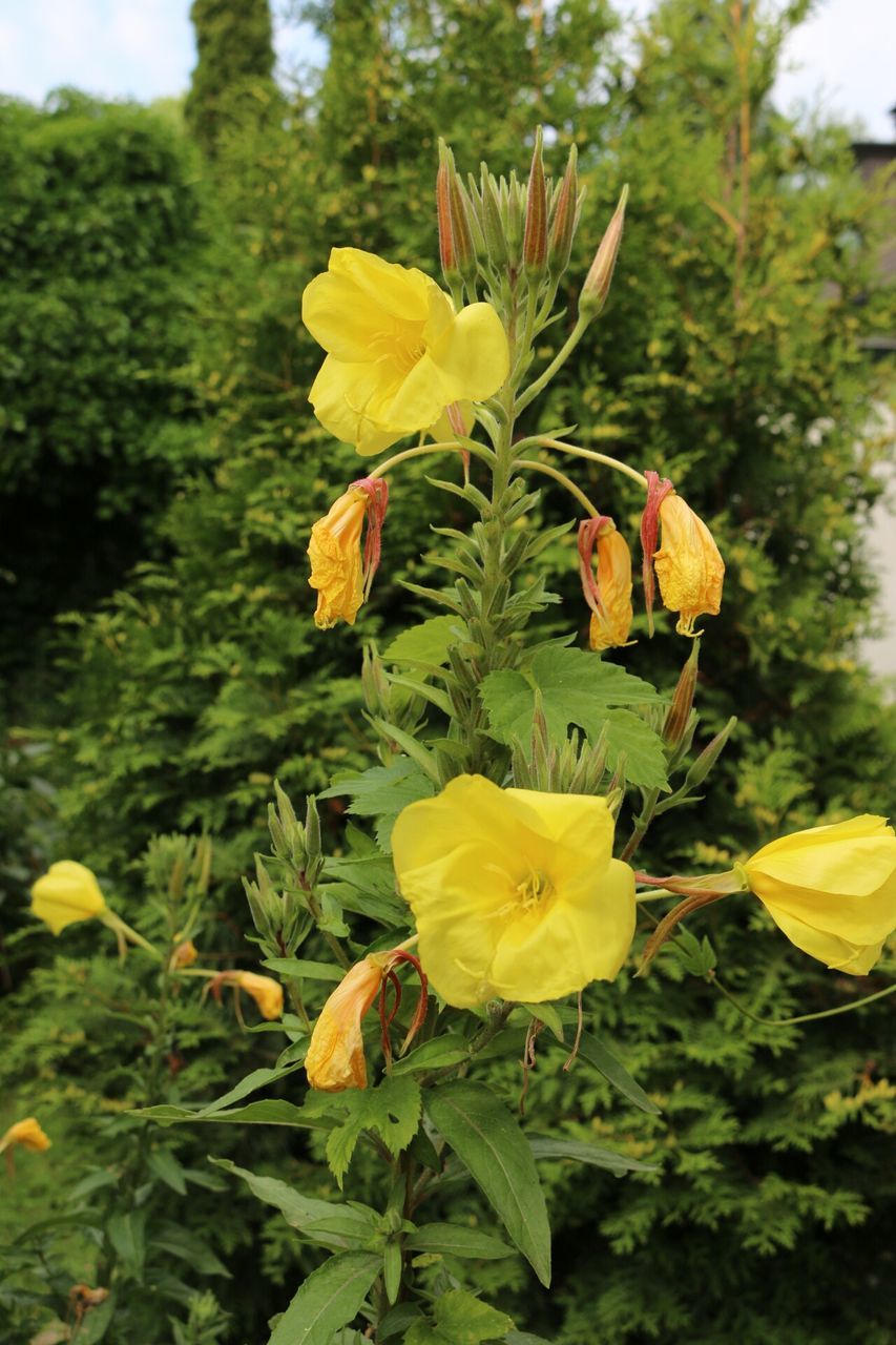 flower, growth, yellow, freshness, fragility, beauty in nature, leaf, petal, focus on foreground, nature, plant, close-up, flower head, blooming, green color, in bloom, field, day, tranquility, outdoors