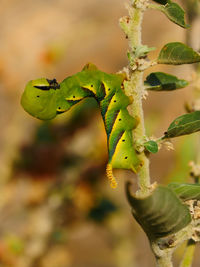 Close-up of insect on plant