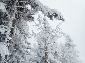 Low angle view of snow covered tree against sky