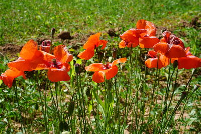 Close-up of orange poppy flowers blooming on field