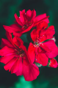 Close-up of red flower blooming outdoors