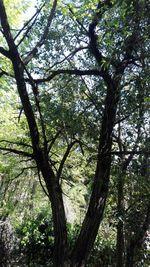 Low angle view of tree against sky