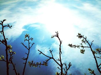 Low angle view of flowers on tree against sky