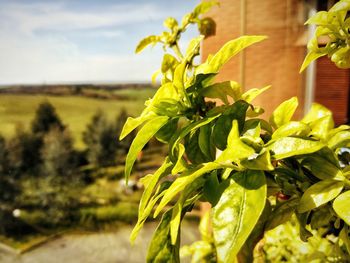 Close-up of fresh green plant