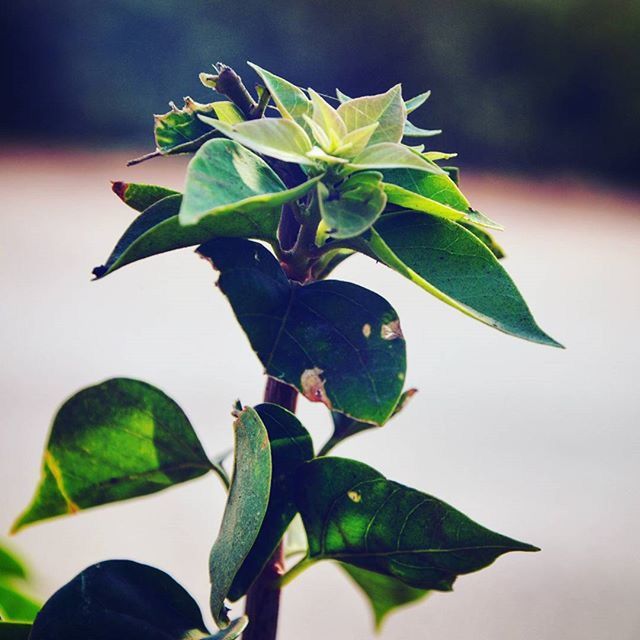 leaf, green color, focus on foreground, growth, plant, close-up, leaf vein, nature, one person, leaves, day, beauty in nature, freshness, branch, outdoors, stem, sunlight, low angle view, selective focus, green