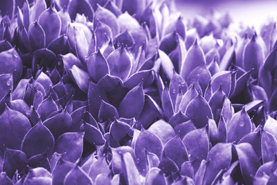 Close-up of purple crocus flowers