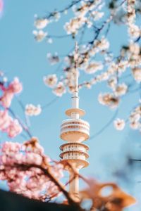 Low angle view of flowering plant against sky