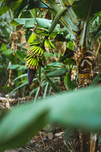 Close-up of fruit growing on tree