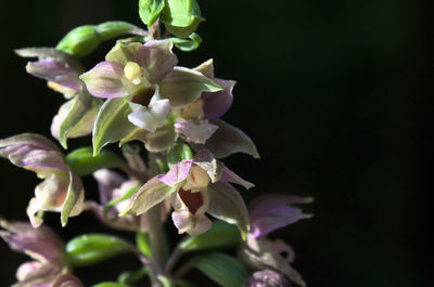 Close-up of purple flowering plant against black background