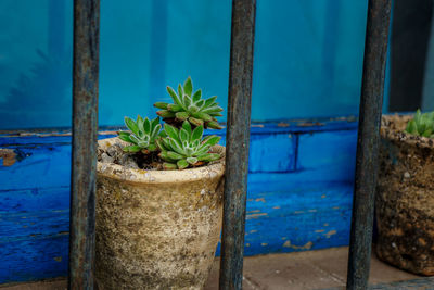 Close-up of potted plant against wall