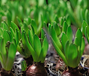 Close-up of plant