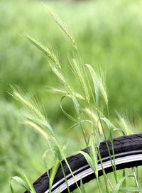 Close-up of crops growing on field