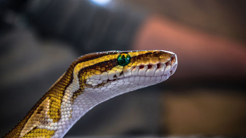 Close-up of lizard