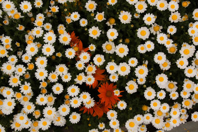 High angle view of flowering plants