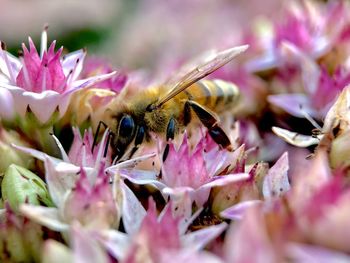 Close-up of bee pollinating on pink flower